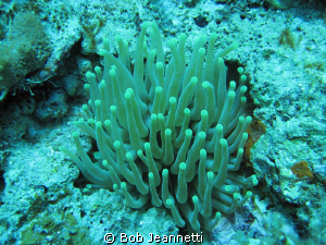 anemone on night dive by Bob Jeannetti 